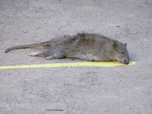 Rattus norvegicus observed 2025-04-20