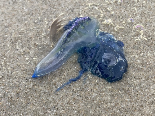 Southern Man-O-War, photo 4 of 10
