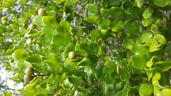 Leptolaena pauciflora