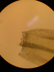 Scorpidium revolvens