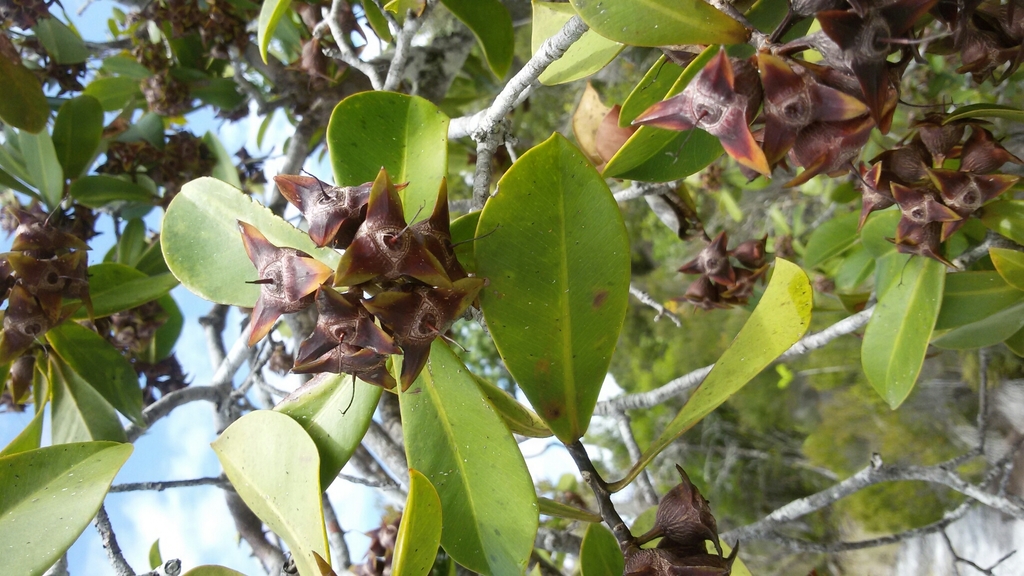 Foetidia