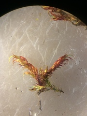 Scorpidium revolvens