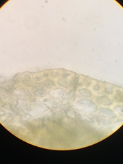 Scorpidium revolvens