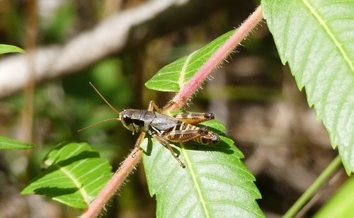 Dawson's Spur-throat Grasshopper