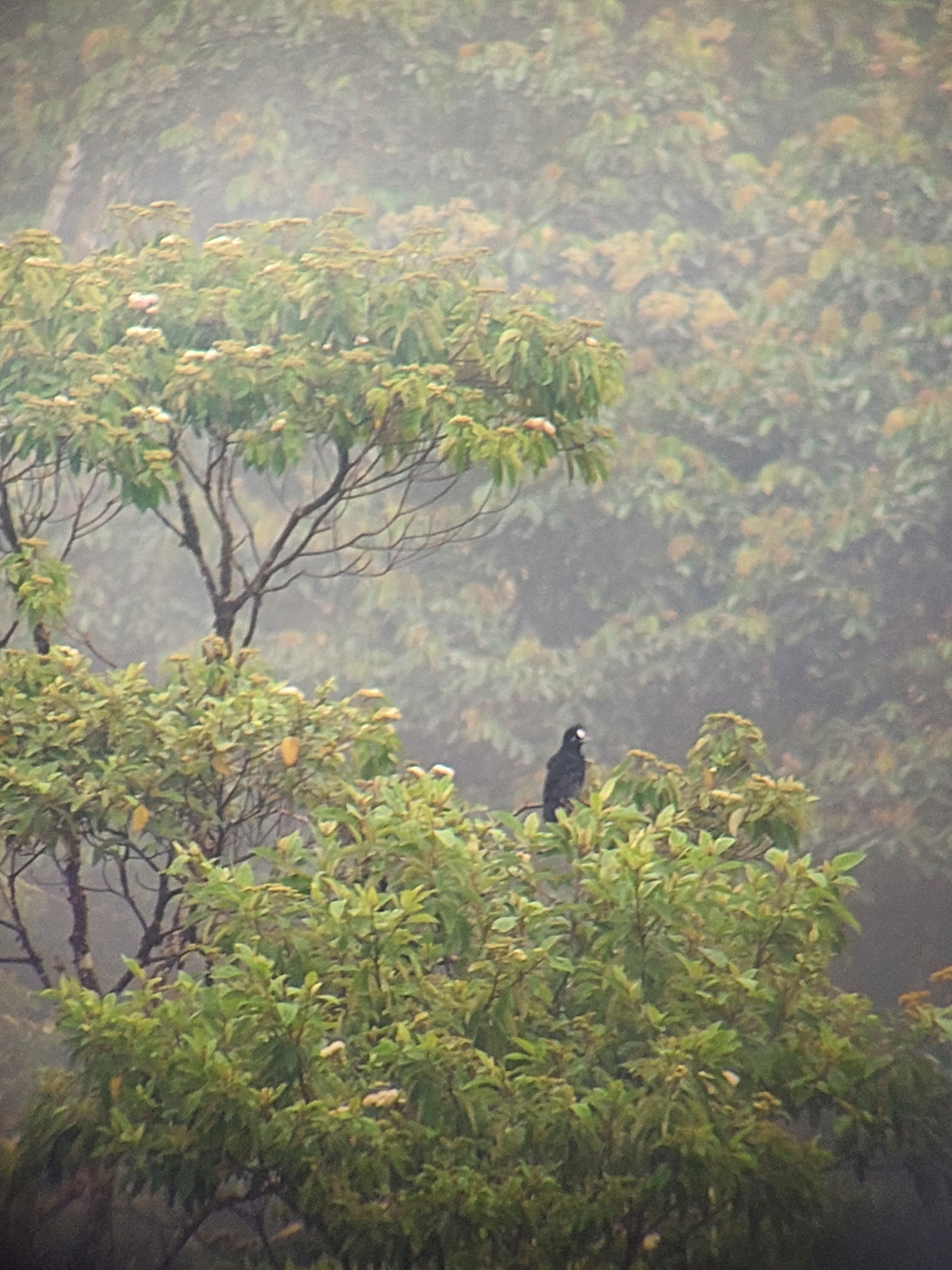 Amazonian Umbrellabird (Cephalopterus ornatus), photo 3