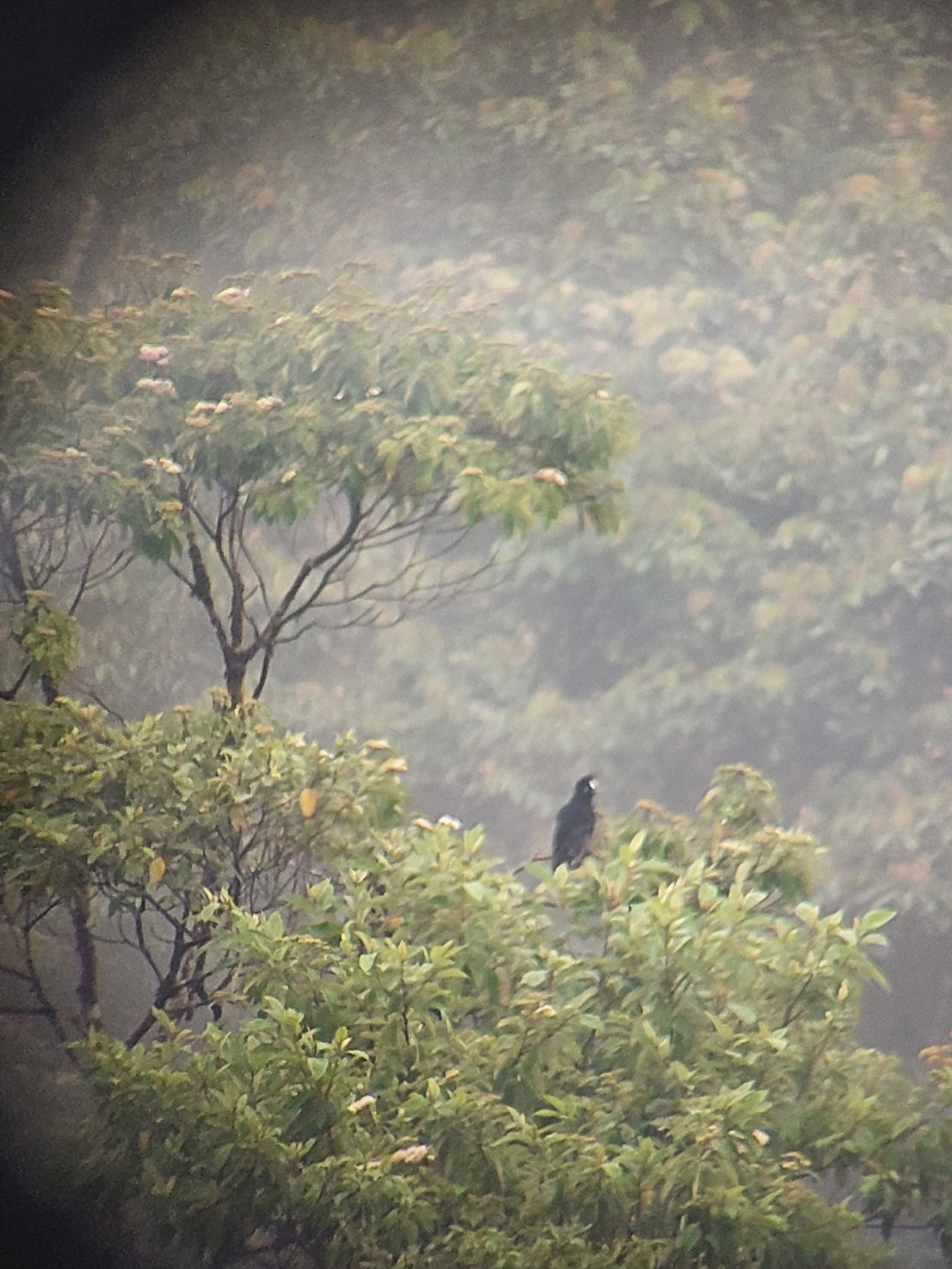 Amazonian Umbrellabird (Cephalopterus ornatus), photo 4