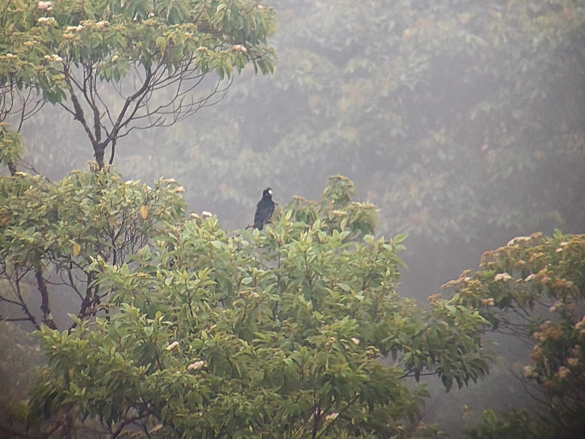 Amazonian Umbrellabird (Cephalopterus ornatus), photo 5