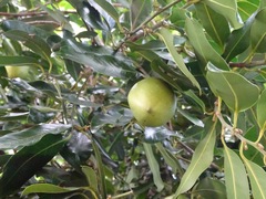 Diospyros nigra