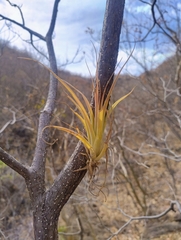 (c) Adrian Bojorquez, some rights reserved (CC BY-SA) Tillandsia achyrostachys, photograph (c) Adrian Bojorquez, some rights reserved (CC BY-SA)