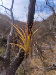 Tillandsia achyrostachys, photograph (c) Adrian Bojorquez, some rights reserved (CC BY-SA)