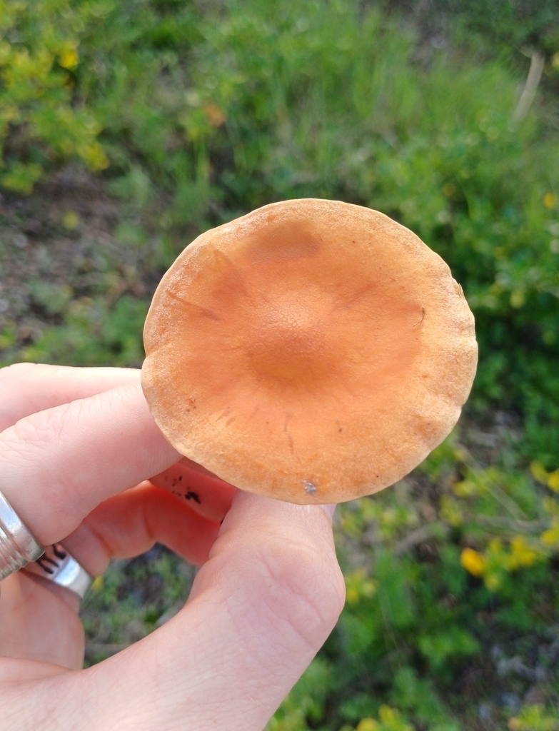 Pholiota multicingulata · April 2025 · photo: © steviakiwi23 (iNaturalist, cc0)