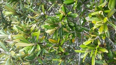 Hibbertia coriacea image