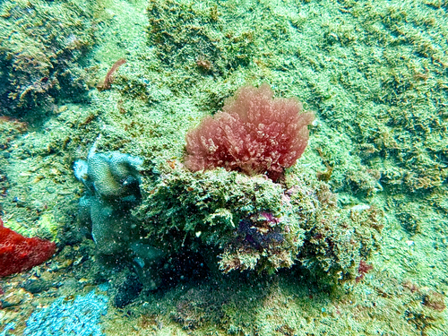 Dudresnaya hawaiiensis
