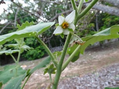 Solanum hirtum