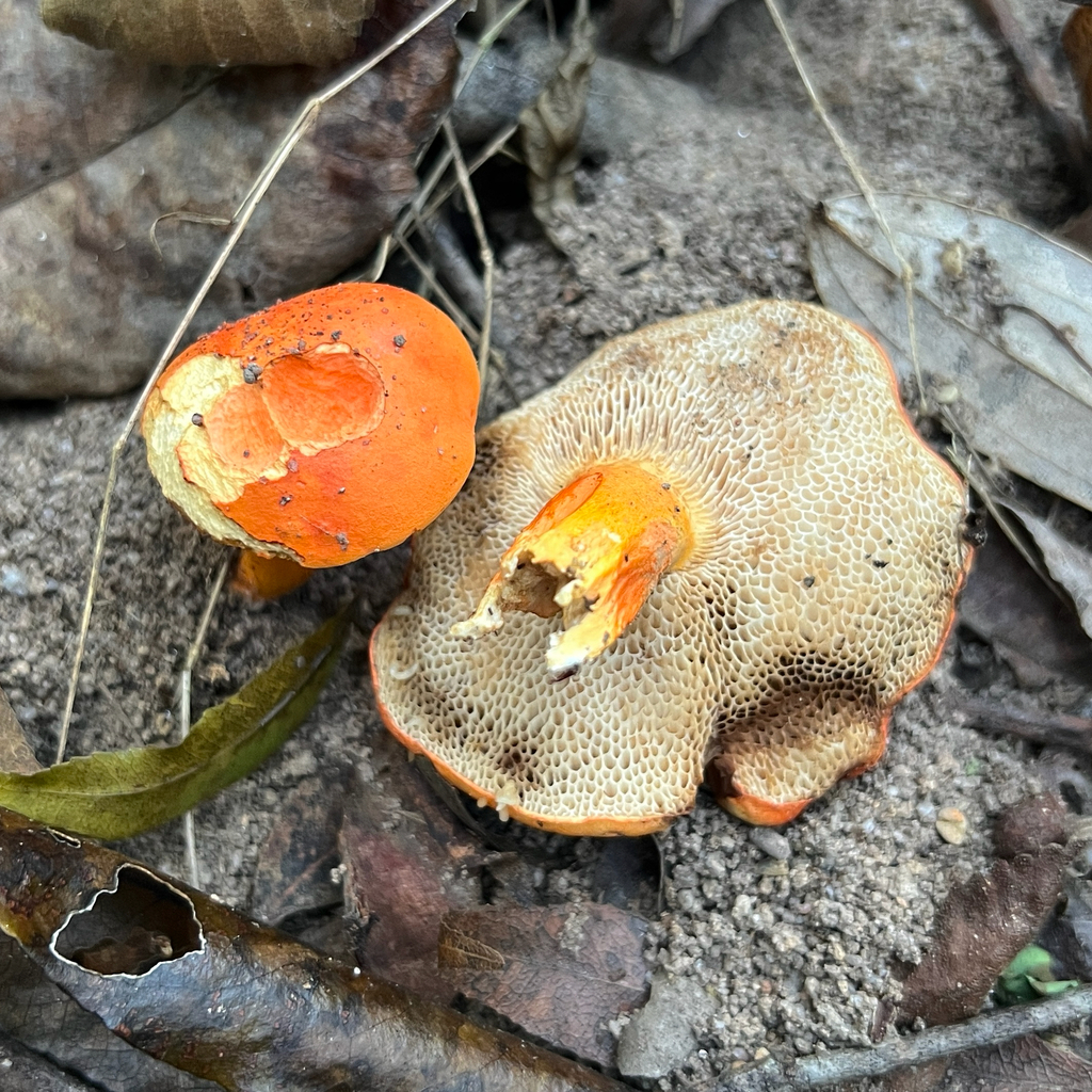 Tylopilus balloui · April 2025 · photo: © douch (iNaturalist, cc-by-sa)