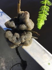 Pectinatella magnifica