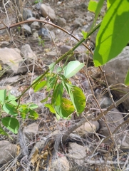 Serjania mexicana, photograph (c) Adrian Bojorquez, some rights reserved (CC BY-SA)