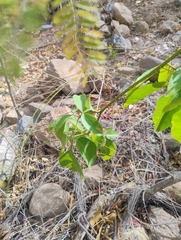 Serjania mexicana, photograph (c) Adrian Bojorquez, some rights reserved (CC BY-SA)