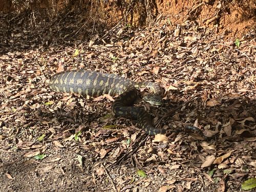 Coastal Carpet Python sighting