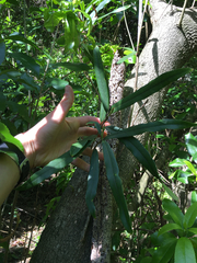 Nestegis cunninghamii