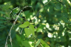 Strophostyles helvola