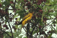 Oriolus tenuirostris