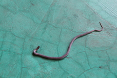 Tantilla