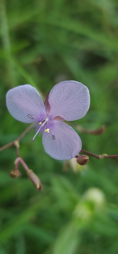 Murdannia graminea (Murdannia graminea)