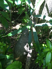 Nestegis cunninghamii