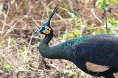 Pavo muticus