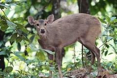 Axis porcinus porcinus