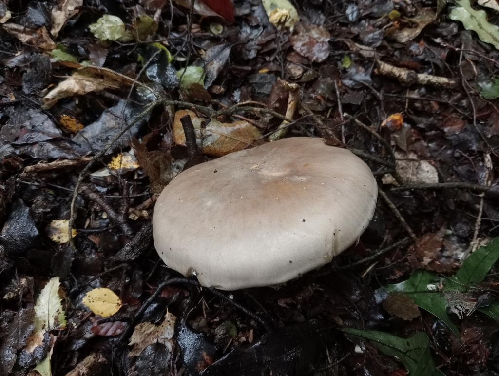 Clitocybe nebularis · April 2025 · photo: © john_barkla (iNaturalist, cc0)