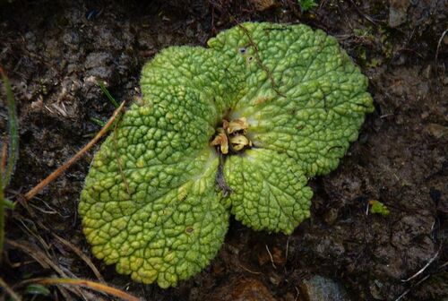 Scrophularia wattii