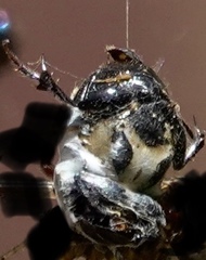 Metepeira labyrinthea