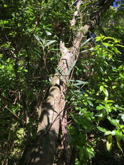 Nestegis cunninghamii