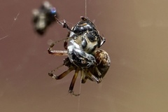 Metepeira labyrinthea