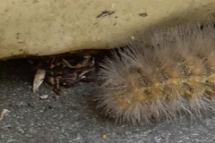 Metepeira labyrinthea