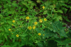 Hieracium paniculatum