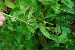 Hieracium paniculatum