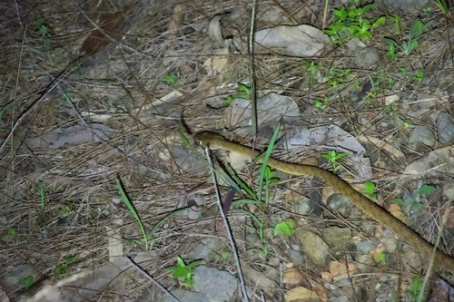 Brown Tree Snake sighting