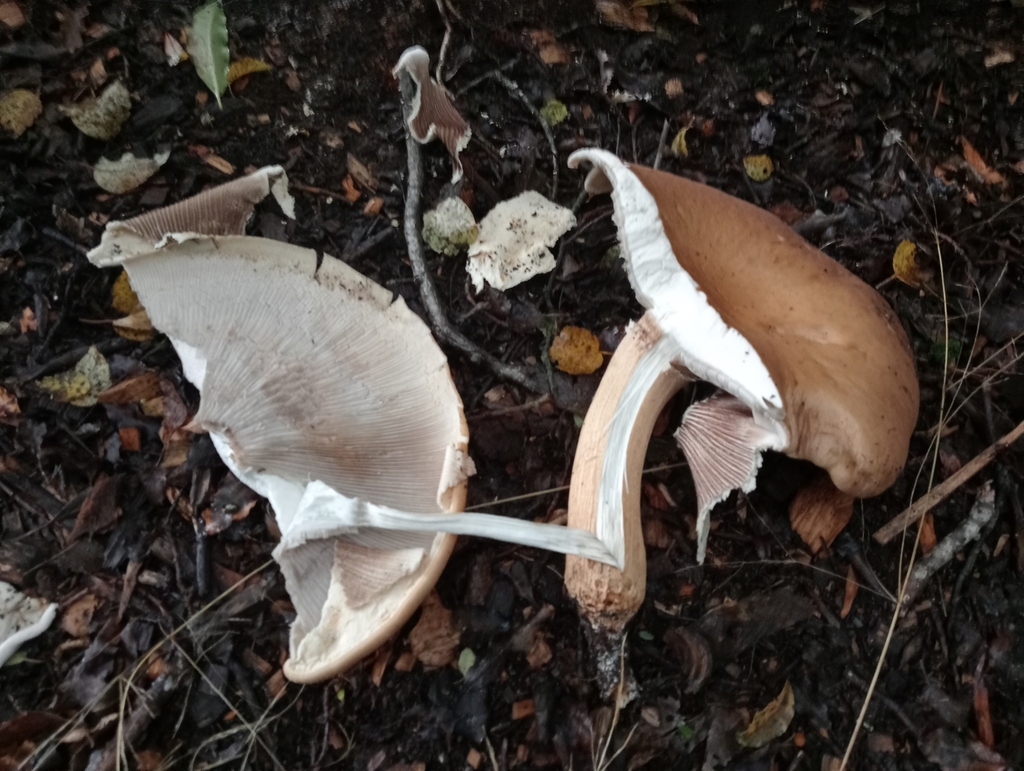 Cyclocybe parasitica · April 2025 · photo: © john_barkla (iNaturalist, cc0)