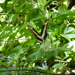 Heraclides pallas bajaensis