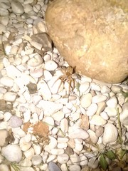 Varacosa