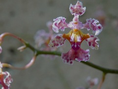 Trichocentrum oerstedii