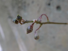 Trichocentrum oerstedii