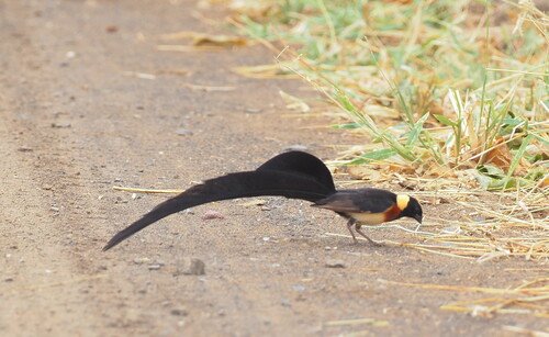 Long-tailed Paradise Whydah (Vidua paradisaea), photo 5