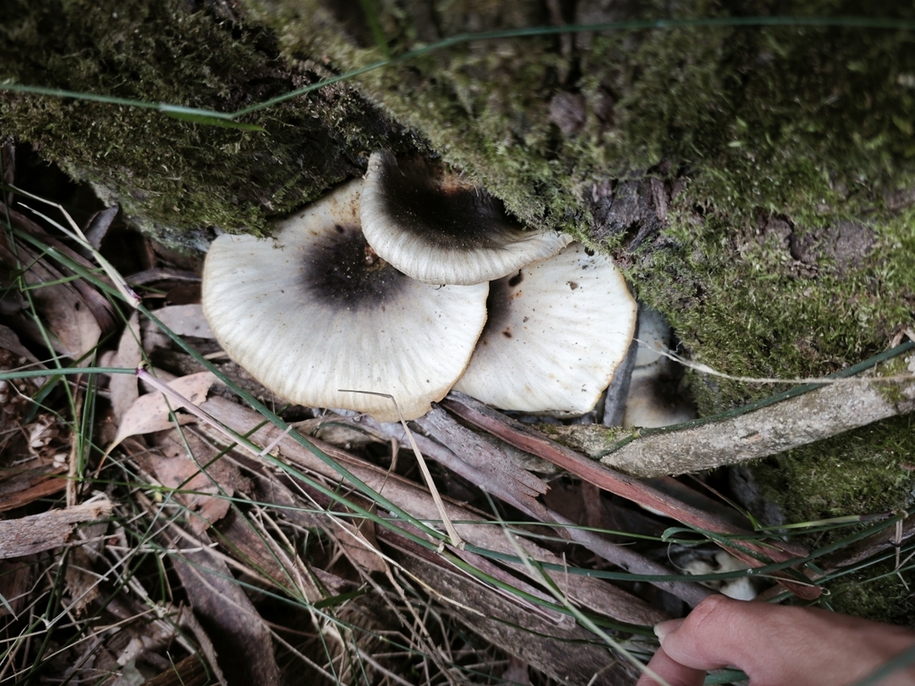 Omphalotus nidiformis · April 2025 · photo: © azureseedling (iNaturalist, cc-by)