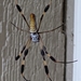 Golden Silk Spider - Photo (c) mrzfitz, some rights reserved (CC BY-NC)