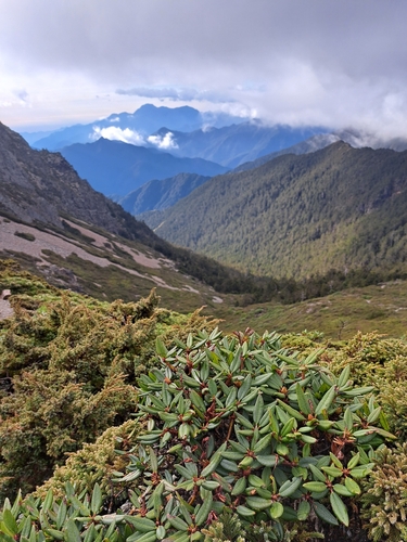 Image of Rhododendron pseudochrysanthum by (c) vrxz, some rights reserved (CC BY-SA)