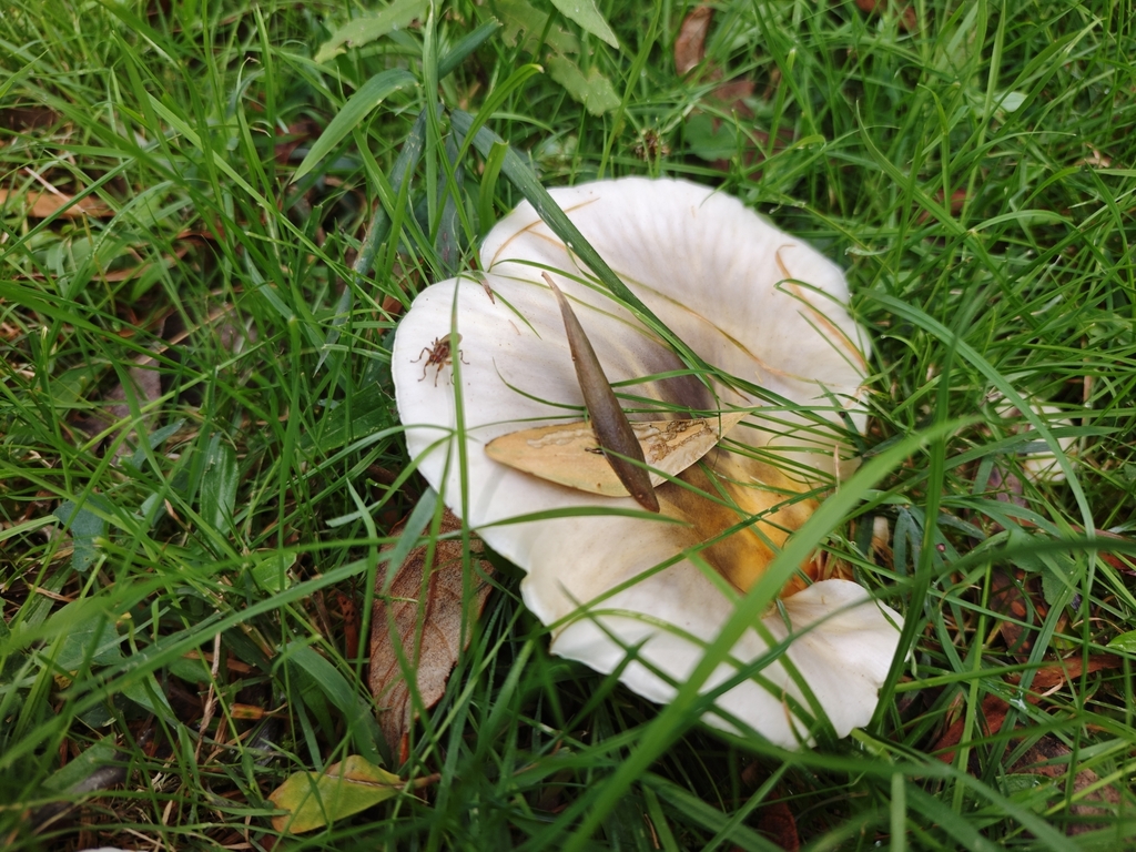 Omphalotus nidiformis · April 2025 · photo: © azureseedling (iNaturalist, cc-by)